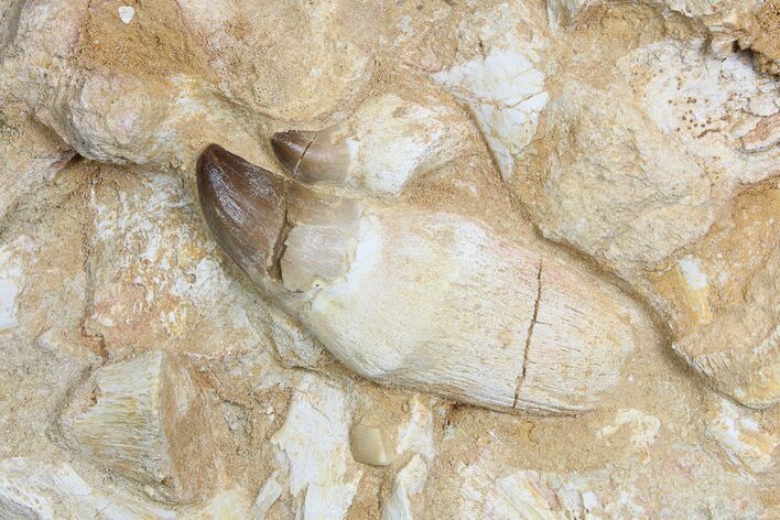 Two Rooted Mosasaur Teeth With Jaw Fragments - Morocco #78093